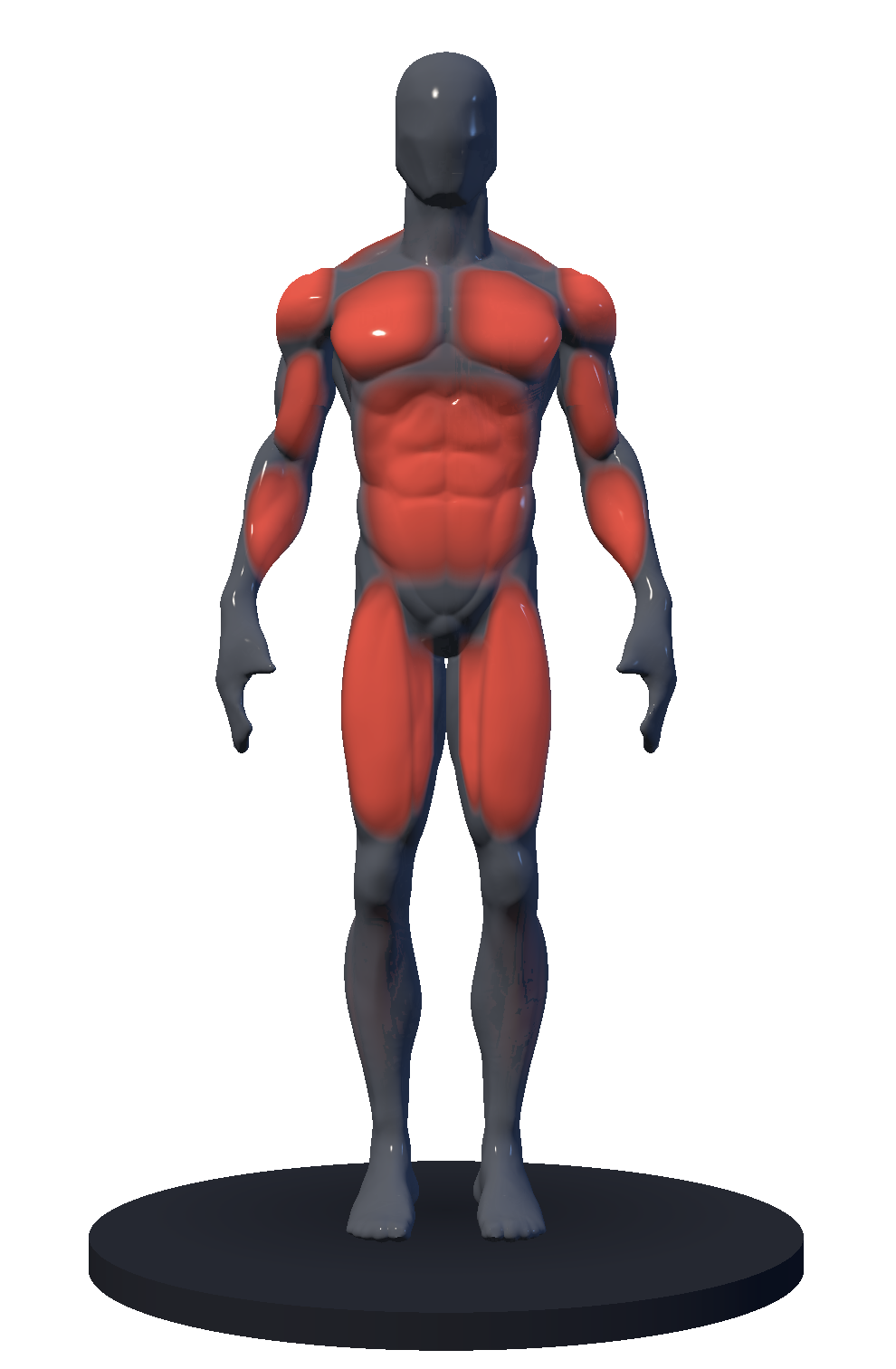 StayFit muscle map, a grey 3D body with the trained muscles lit up in red